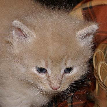 Sibirische Katzen Floris von der Gronau